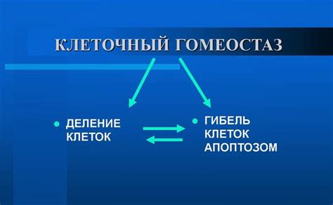 Гомеостаз: простыми словами о его работе