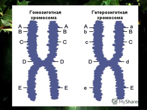 Гомозиготная мутация: особенности и последствия