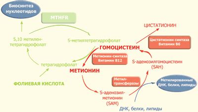 Гомоцистеин: определение и значение