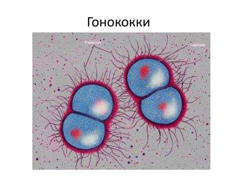 Гонококки нейссера: что это за инфекция?