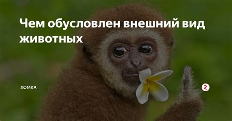 Гон у животных: чем он обусловлен?