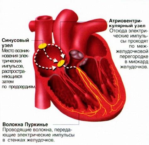 Горизонтальная электрическая позиция сердца: влияние на здоровье