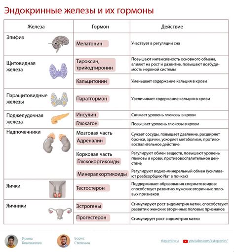 Гормональная стимуляция: основные гормоны и их функции