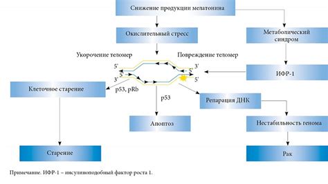 Гормональные изменения и выработка меланина