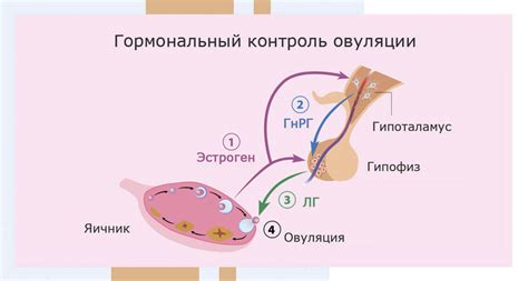 Гормональные изменения и их влияние на вкус пота