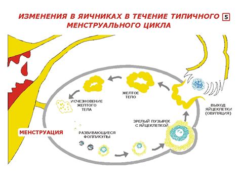 Гормональные изменения и мурашки по яйцам