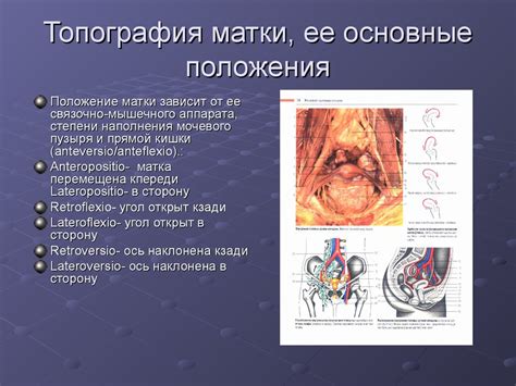 Гормональные факторы и набухание половых губ