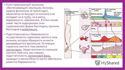 Гормональный механизм вставочного роста