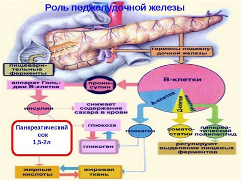 Гормоны, вырабатываемые поджелудочной железой