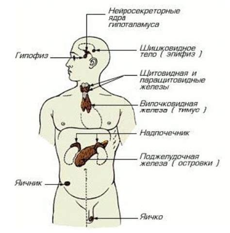 Гормоны: основные элементы работы эндокринных желез