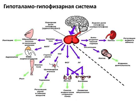 Гормоны в пище: их роль в развитии заболеваний