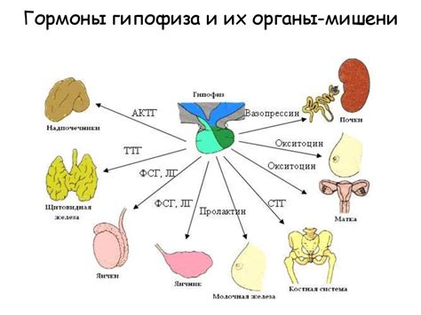 Гормоны и вселенная