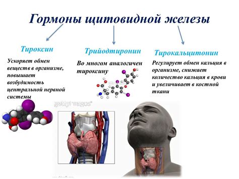 Гормоны щитовидной железы: роль и функции