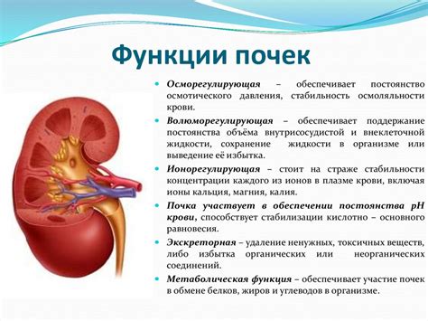 Гормон ПТГ и функция почек