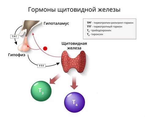 Гормон ТТГ: роль и значение в организме человека