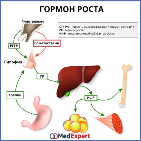 Гормон роста: его роль в организме и влияние на развитие