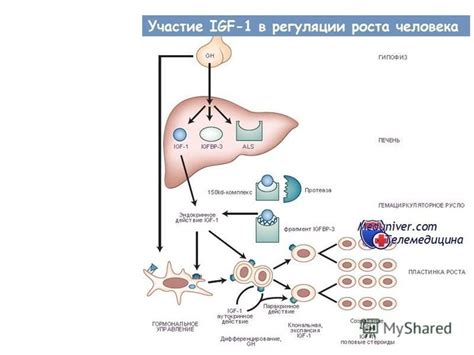 Гормон роста СТГ: основные функции и преимущества