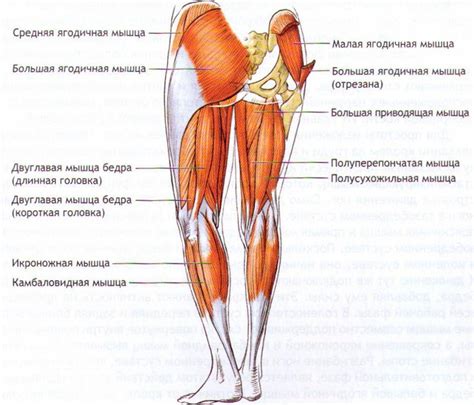 Горящие мышцы ног: что это?