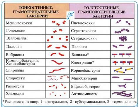 Грамвариабельные коккобациллы