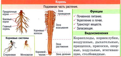 Грамматические особенности придаточного корня