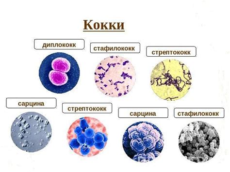 Грамм положительные кокки в мазке у женщин: