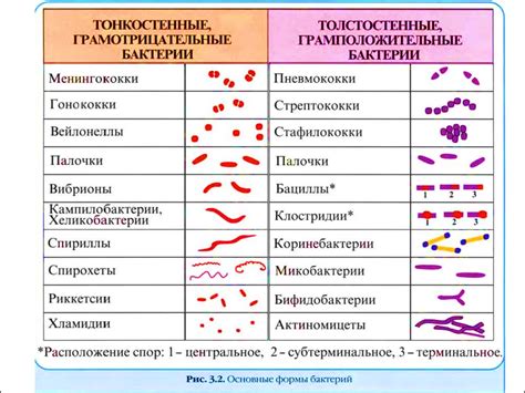 Грамположительные микроорганизмы: основные виды и функции