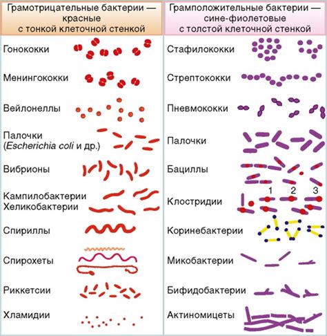 Грам-положительные кокки: что это такое?