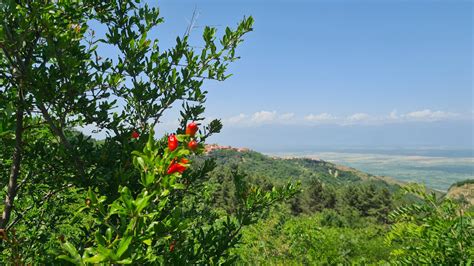 Гранат в культуре