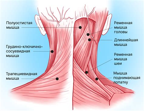 Границы комфортной зоны и интимности при касании шеи