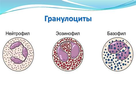 Гранулоциты и их роль в защите организма от инфекций