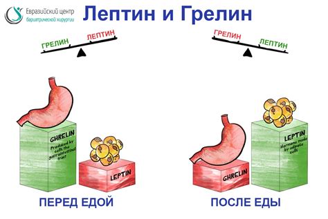 Грелин и лептин: регуляция метаболизма