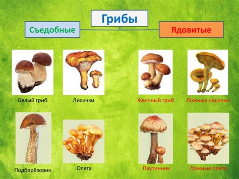 Гривы и их значение для адаптации животных