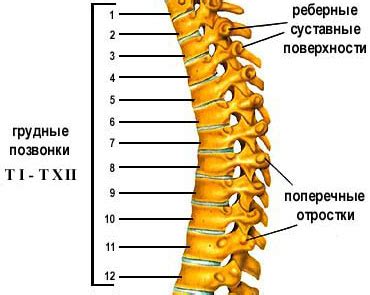 Грудной отдел позвоночника ДДИ