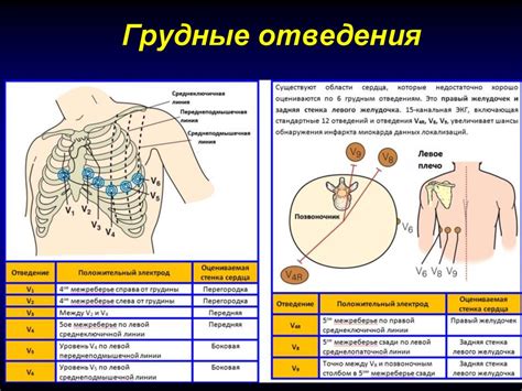 Грудные задние