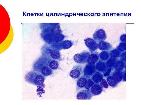 Группа клеток цилиндрического эпителия: основные характеристики