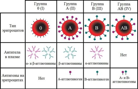 Группа крови: важность и факты