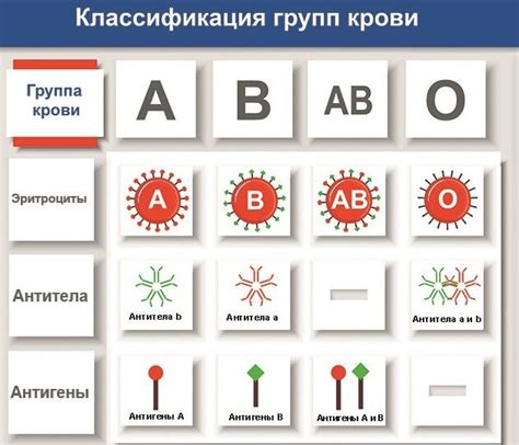 Группа крови А2В 4 положительная: особенности и значение