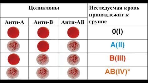 Группа крови 3 (III) - определение, значение и характеристика