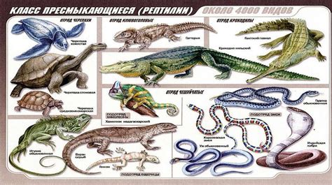 Группа пресмыкающихся – рептилии