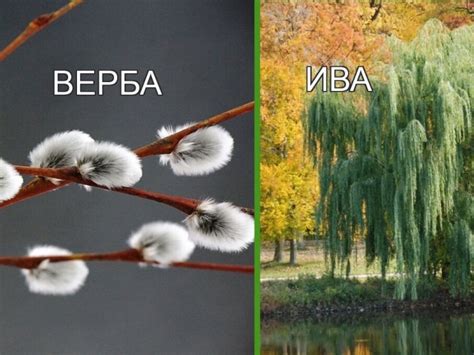 Груша и верба в символике