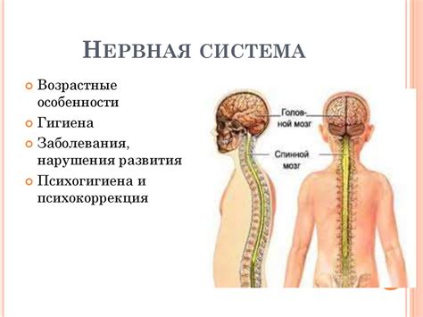 Грызение ручек и нервная система: взаимосвязь