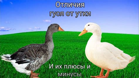 Гусь и утка: основные отличия