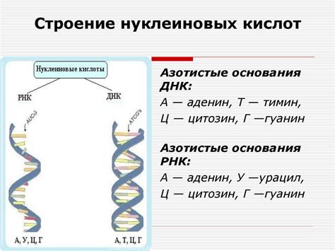 ДНК и РНК: основные роли в наследовании