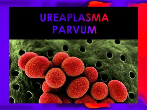 ДНК Ureaplasma urealyticum parvum обнаружена