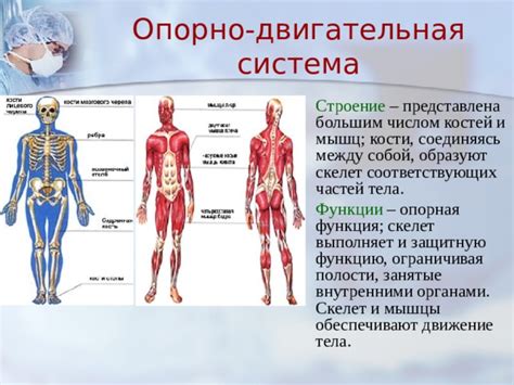 Движение и укрепление костей и мышц