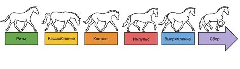 Движение лошади: основные характеристики и преимущества гарцировки