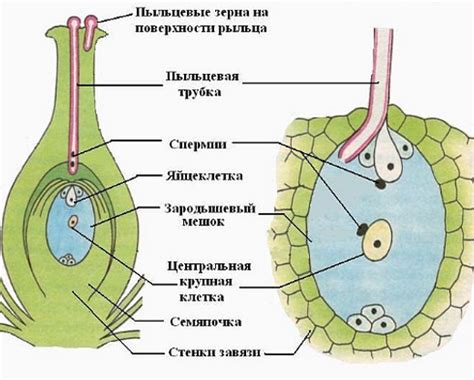 Двойное оплодотворение у растений: