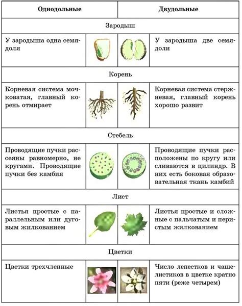 Двулетние растения: как они отличаются от других видов?