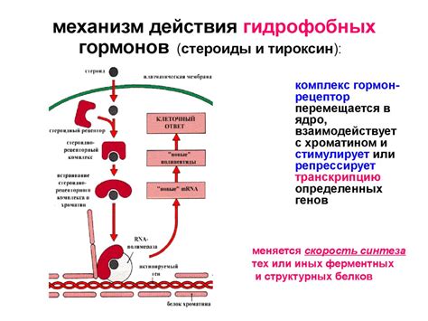 Действие и механизм действия