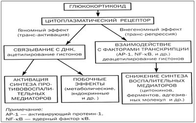 Действие и механизм действия ГКС